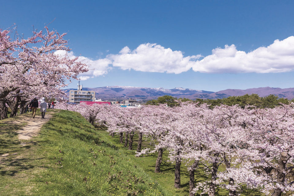 五稜郭公園の桜