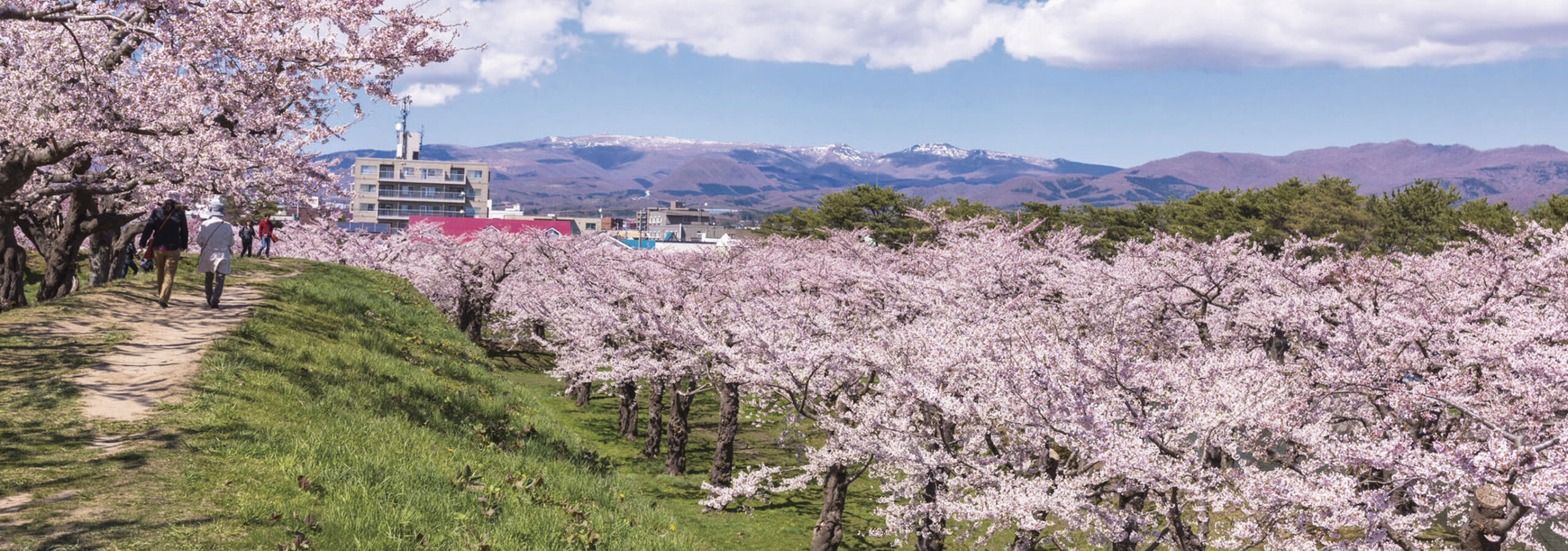 五稜郭公園の桜